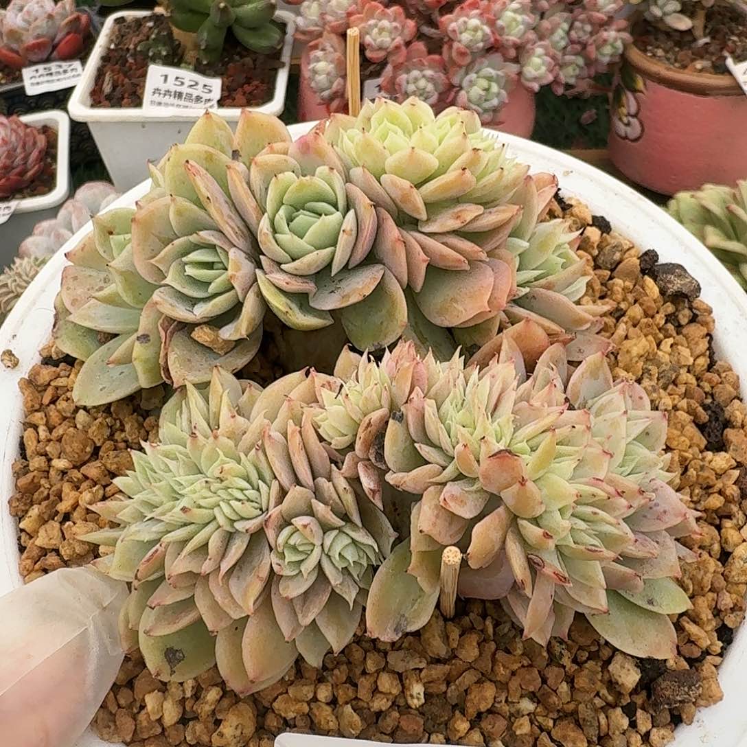 1545一物一拍（满28包邮）