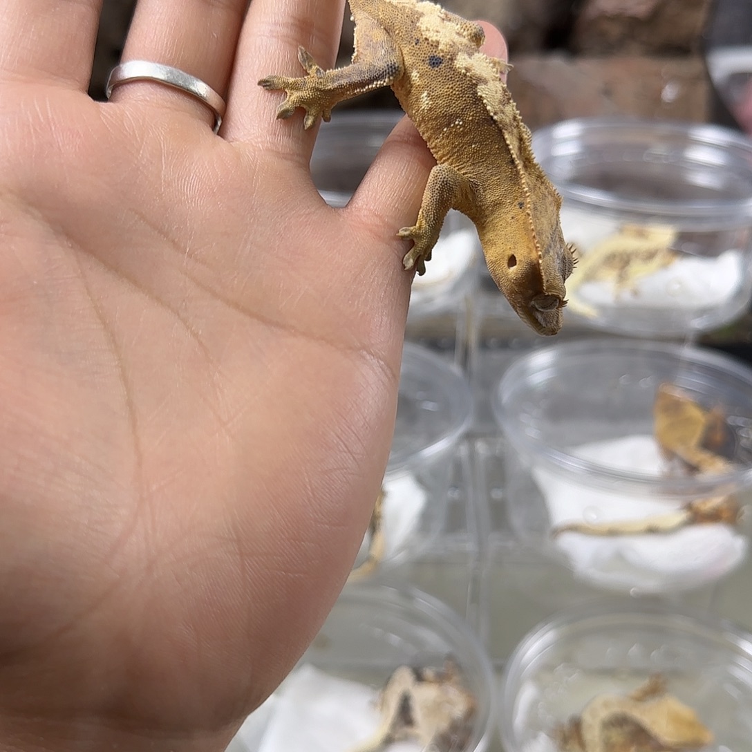 睫角守宫奶油妹妹