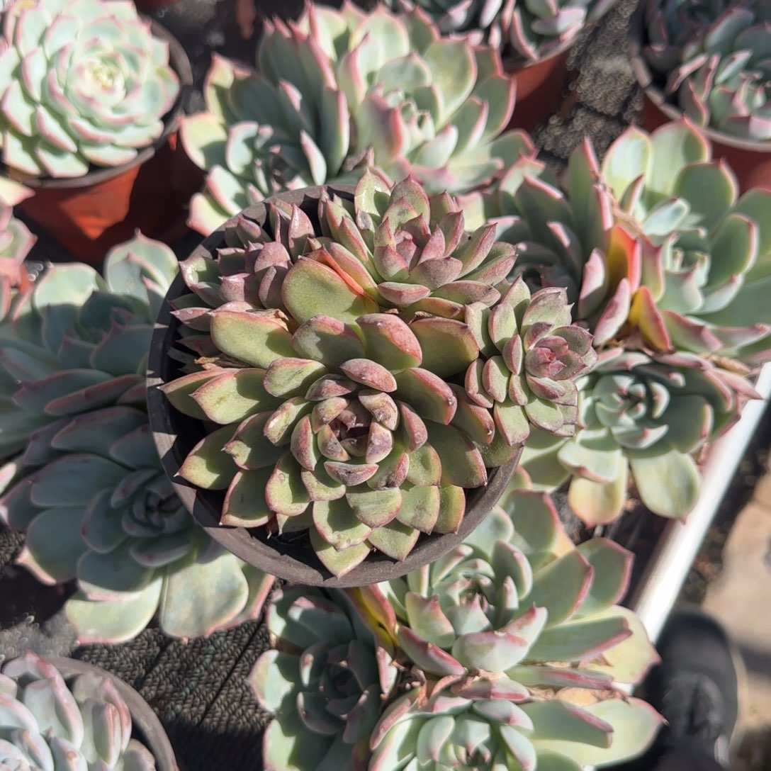 无花朵一块钱120紫水晶福袋