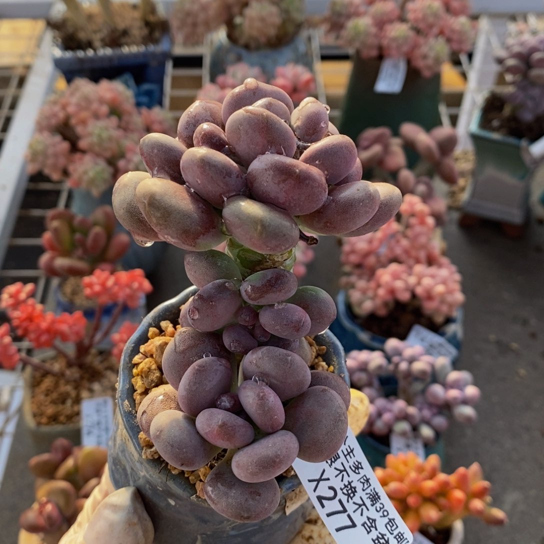 月美人277/8cm多肉