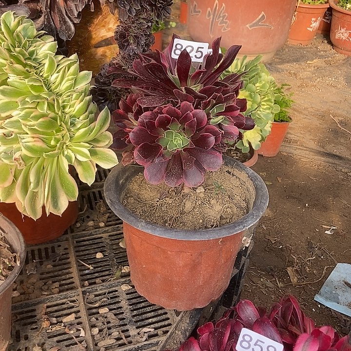 825金丝雀法师小手捧