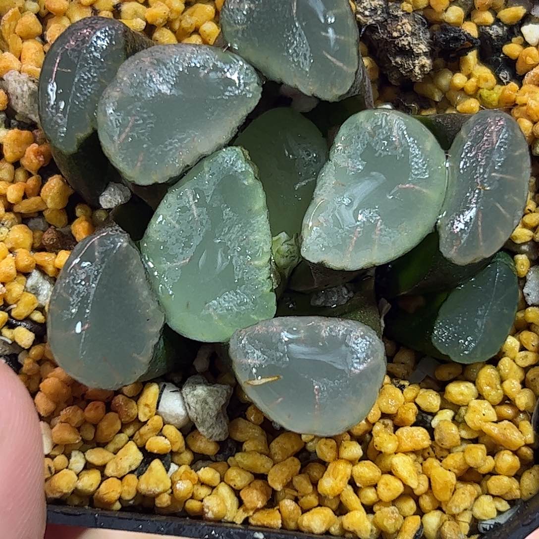 红月亮巨大化十二卷多肉植物