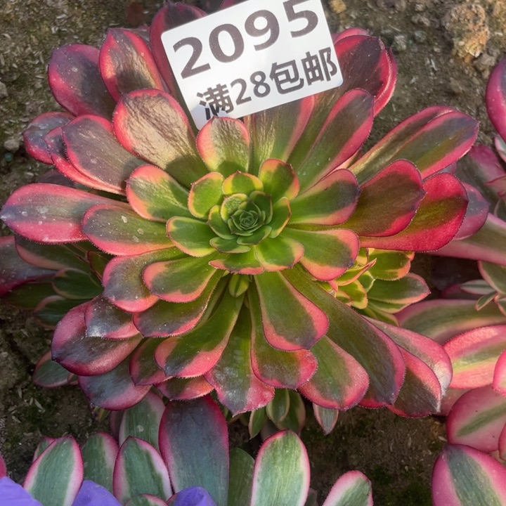 2095二号㺱多肉植物H