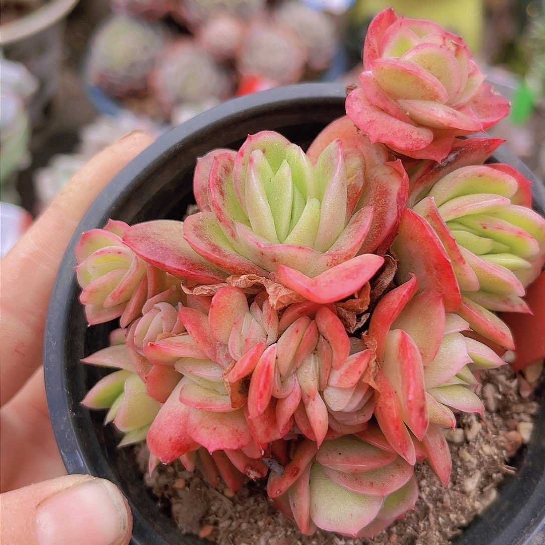 1627原始冰玫瑰。