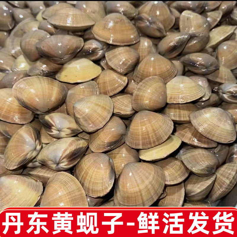 南方拍丹东东港本地黄蚬子一斤20-24个鲜活发货百分之九十无沙