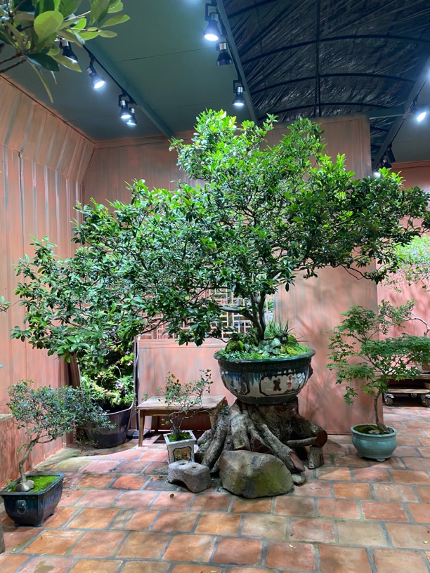 海岛春花超大品合集（一物一拍，以直播间为准）