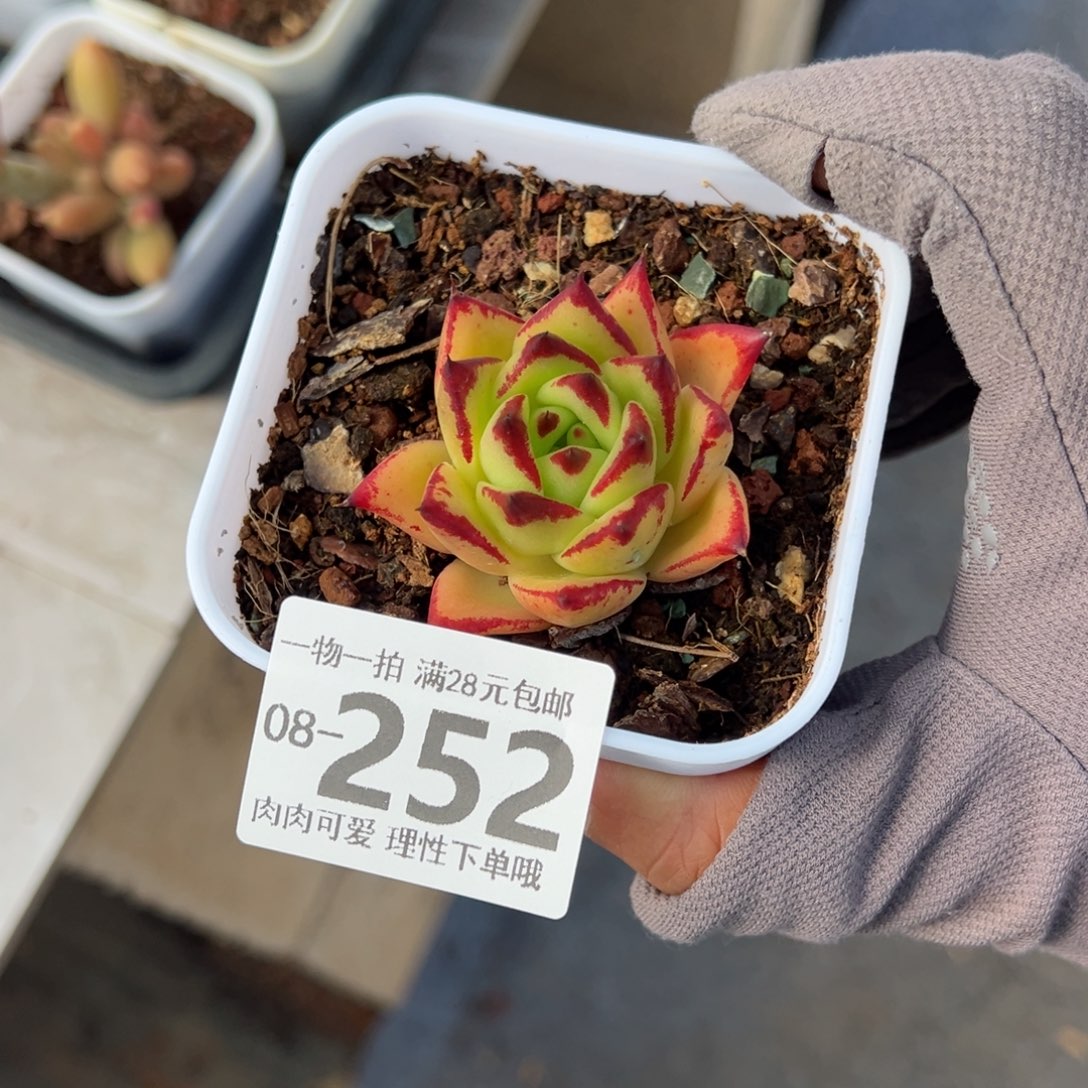 红唇多肉多肉多肉