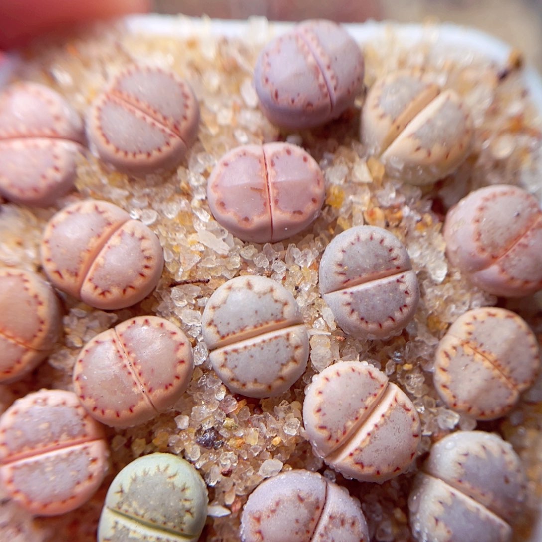 252号带盆包邮发货