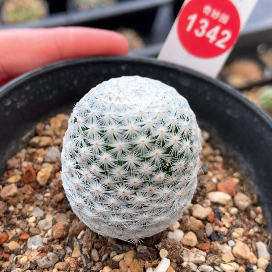 实生老白鸟3.4cm