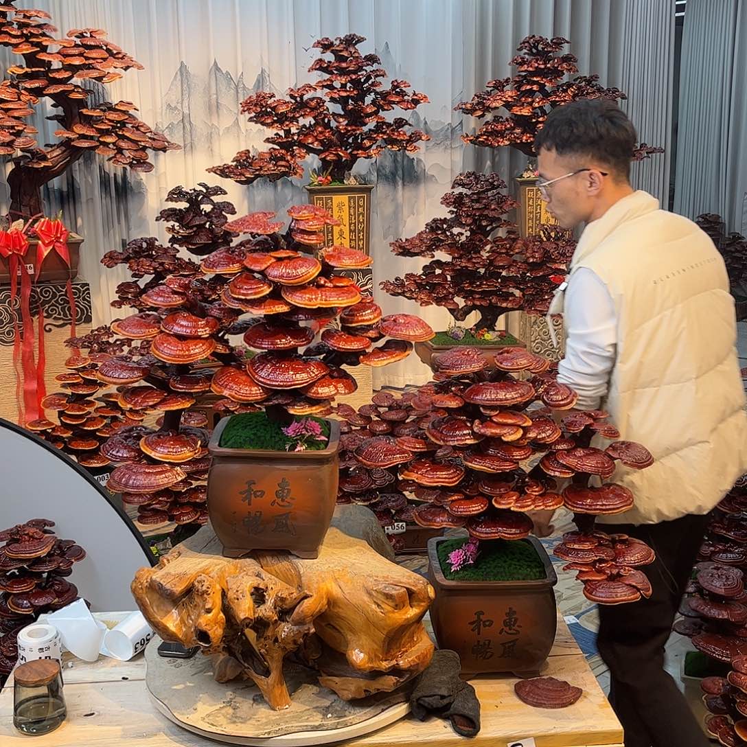 车***送无花朵88888888888