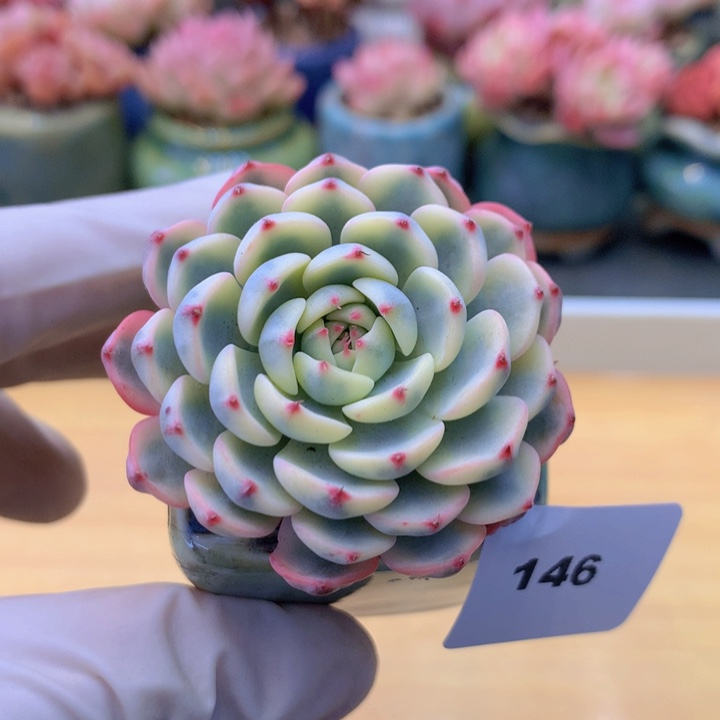 一物一拍满38包邮 146