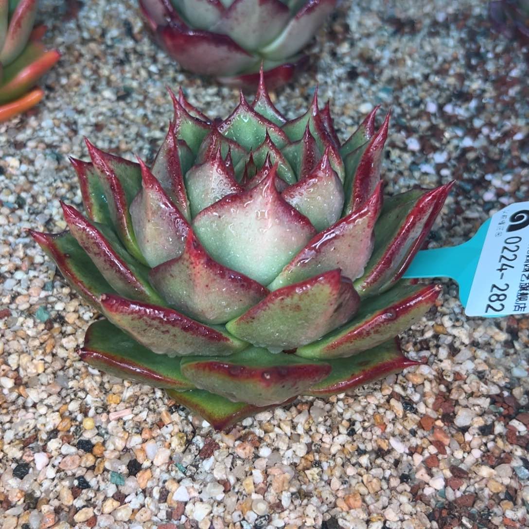 多肉一物一拍0224-282