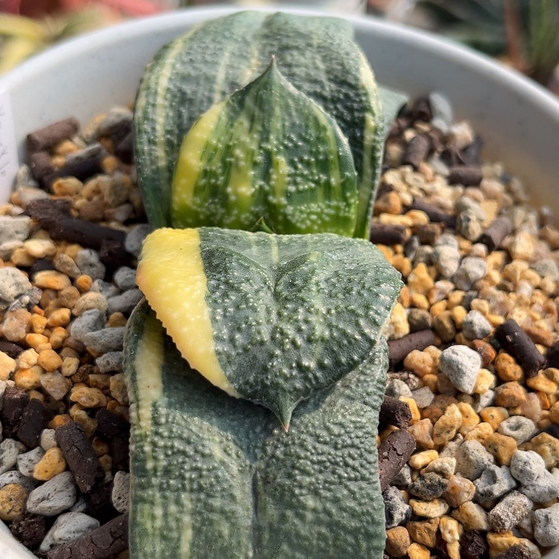 1028脱土发货11111111