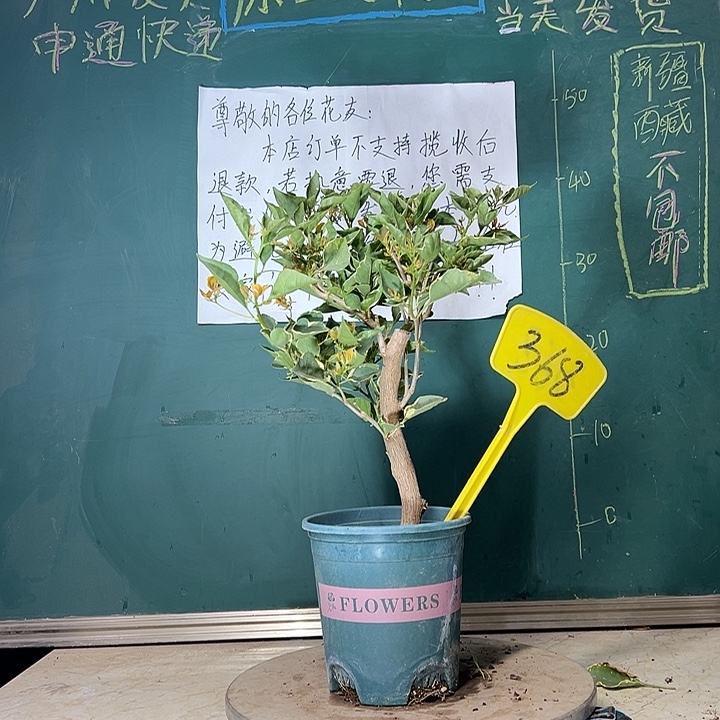 当前无花栽培后可以开花黄蝶 粗弯杆 368