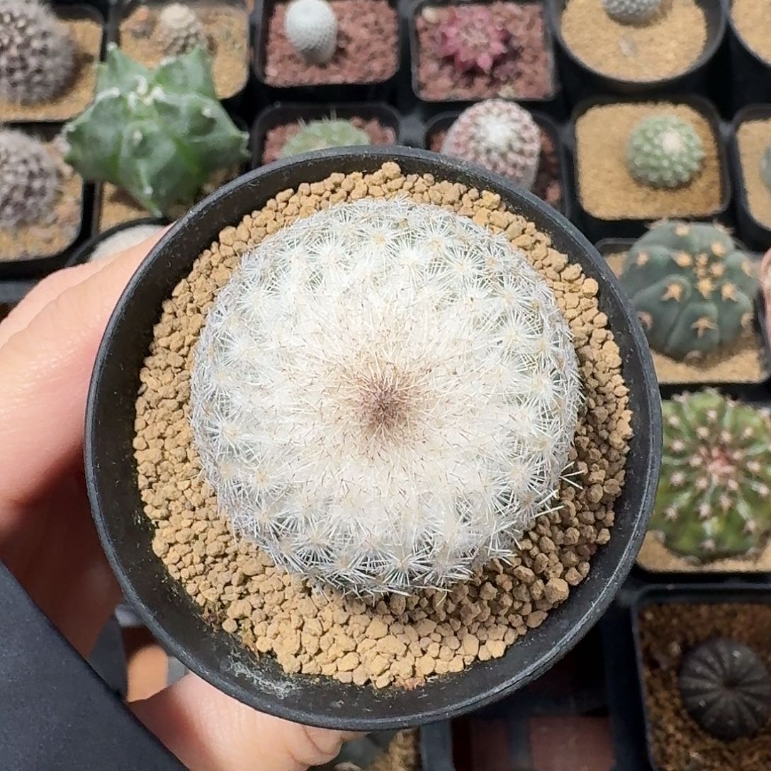 单头月世界仙人球123