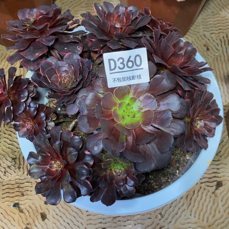 【闪购商品】@*调360火烧云多肉