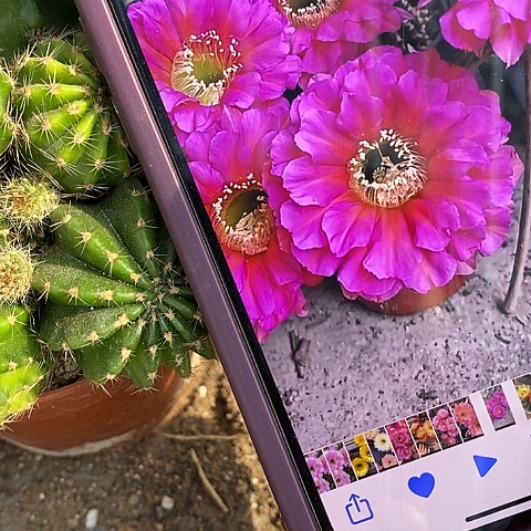 龙桃金仙人球2699900