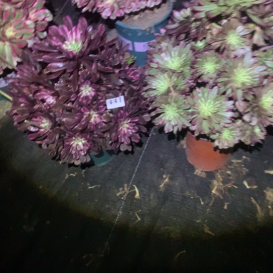 逸**書多肉植物组合441