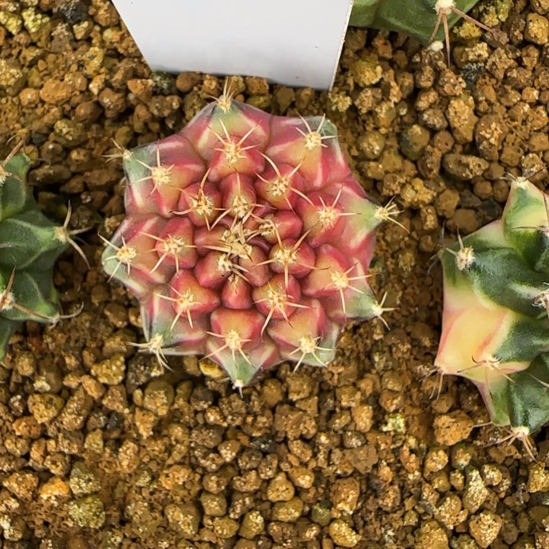 19-0310脱土发多肉