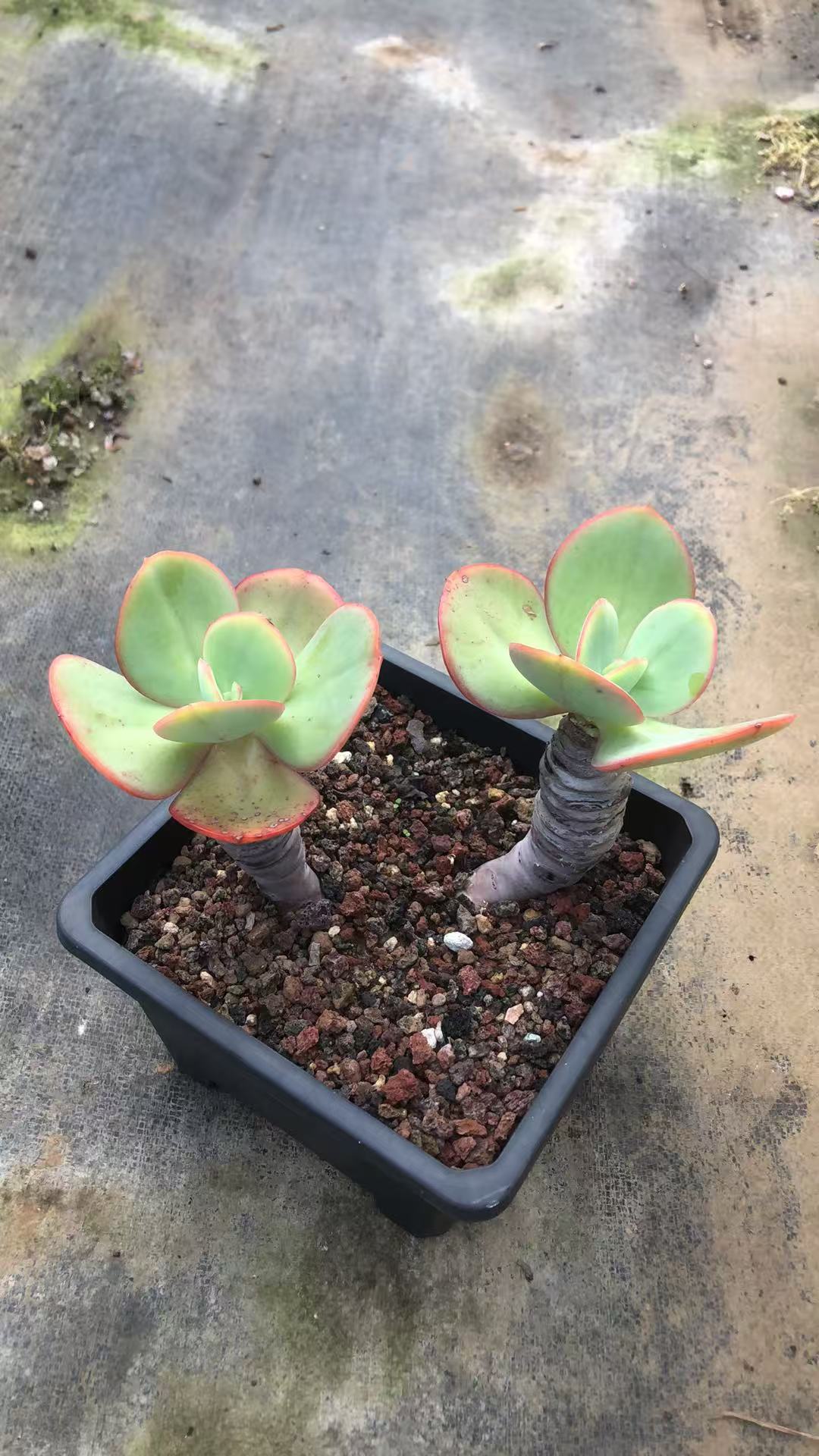 大瑞蝶老桩精控 多肉植物