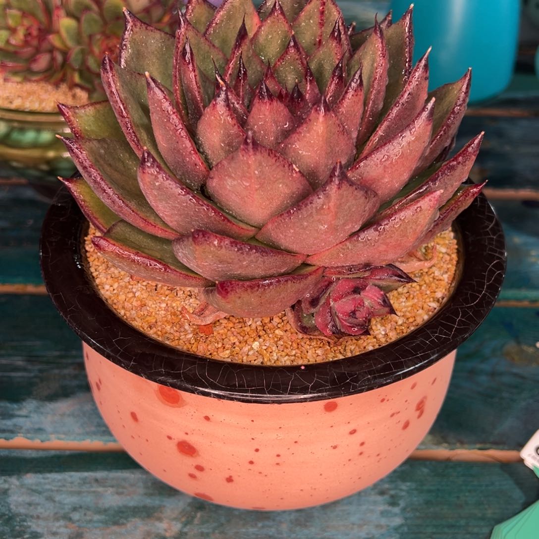 从前慢多肉精选编号0115.281