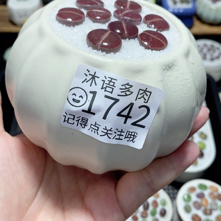精美盆栽 一物一拍1742