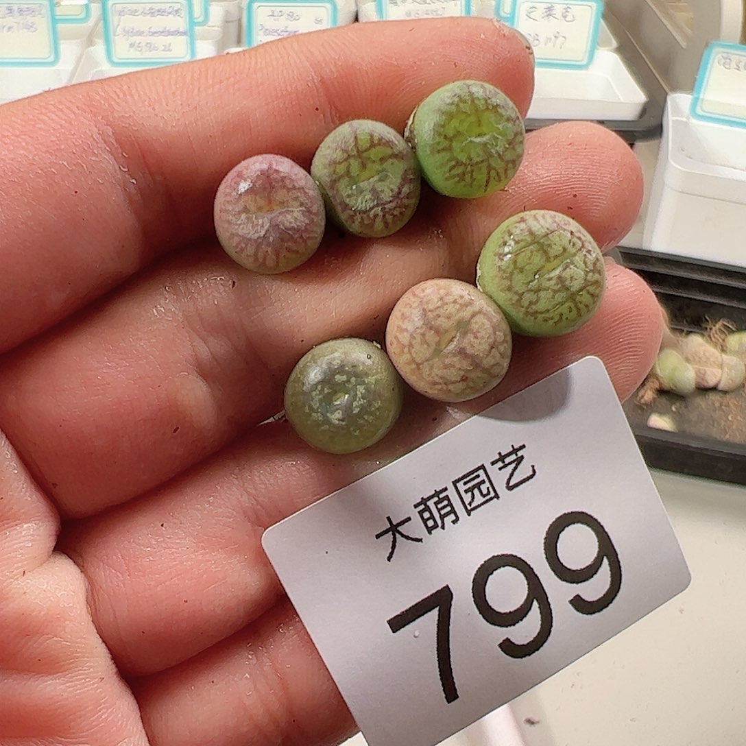 0000799 一物一拍……