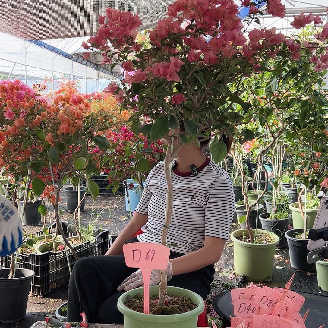 蝶***&大部分花苞少量开放D69卡亚塔