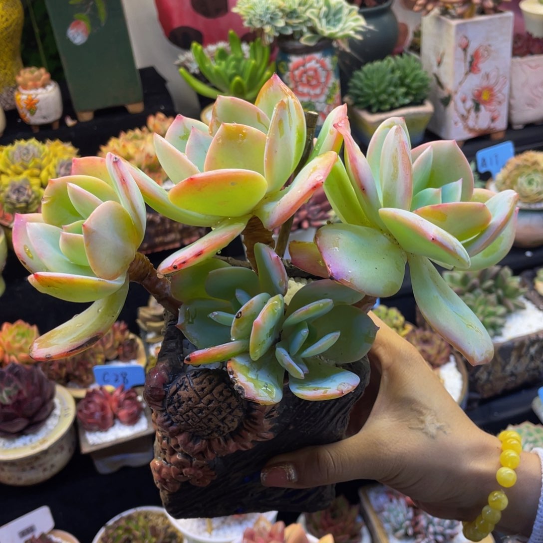多肉植物盆栽多肉植物