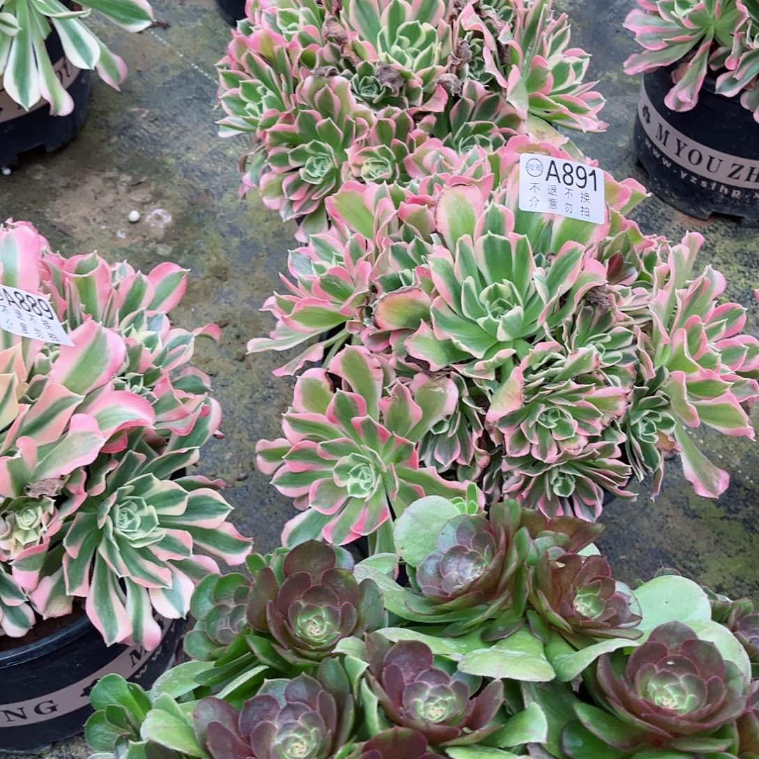 百*多肉植物组合白凤891