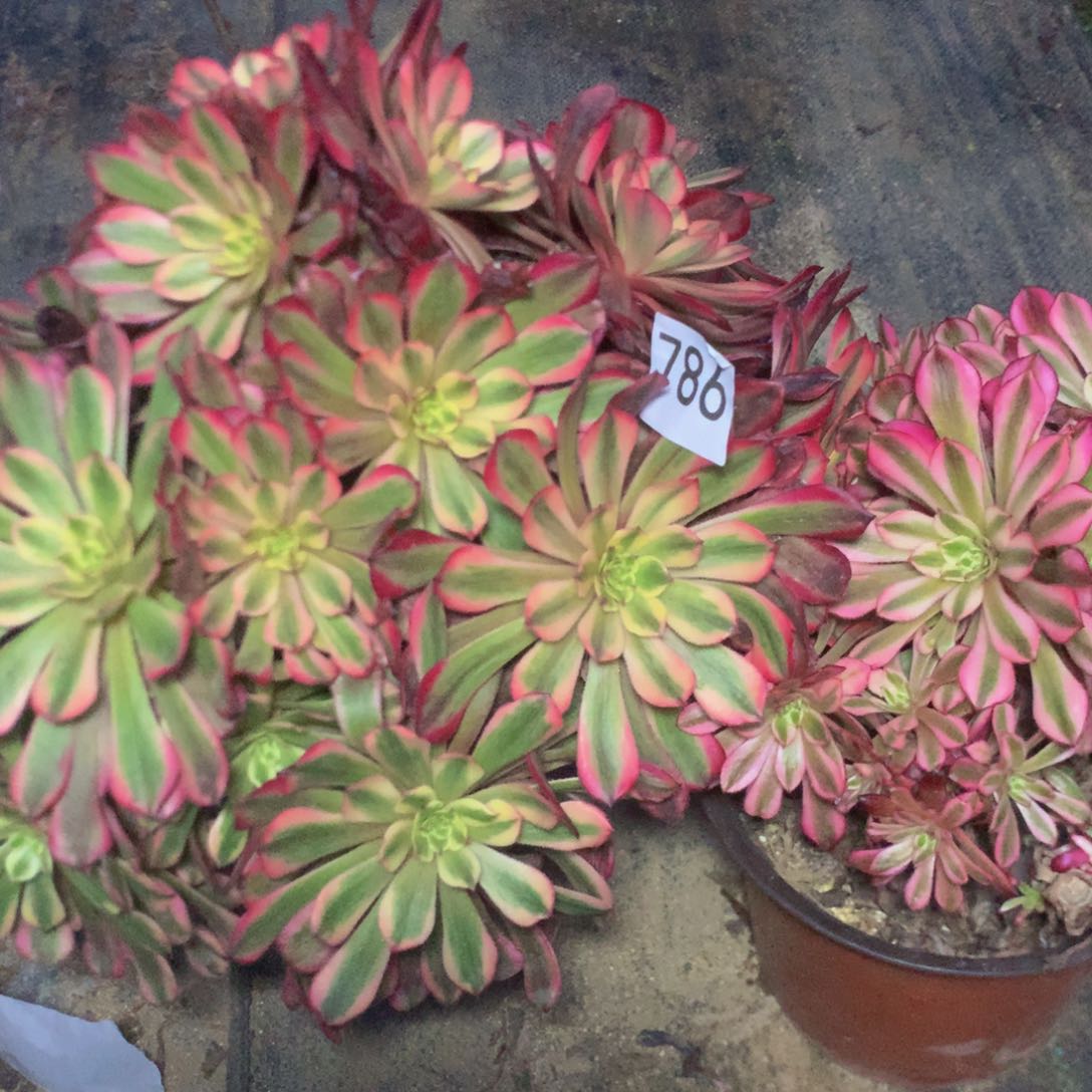 珍**光786特价价多肉植物