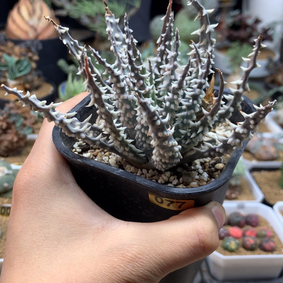 C***a深海阎王芦荟脱土