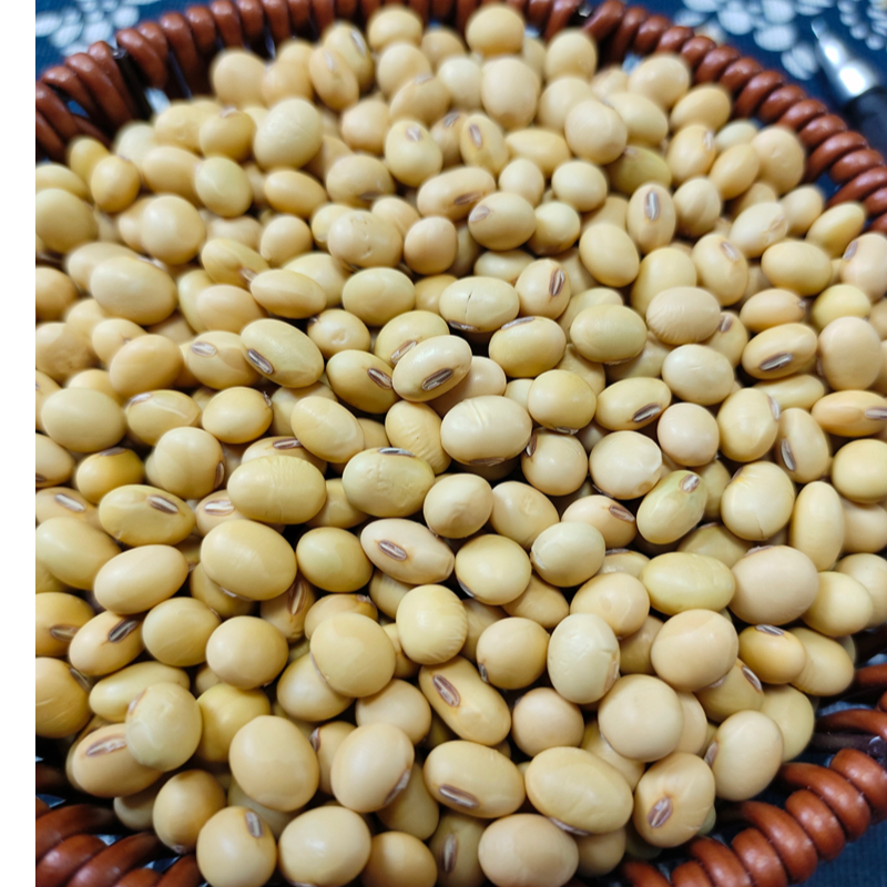 自家老品种肾型笨豆打豆浆做豆腐