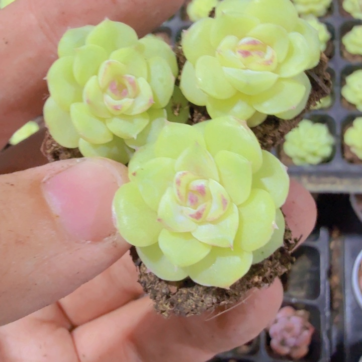 白天鹅琥珀五颗一组