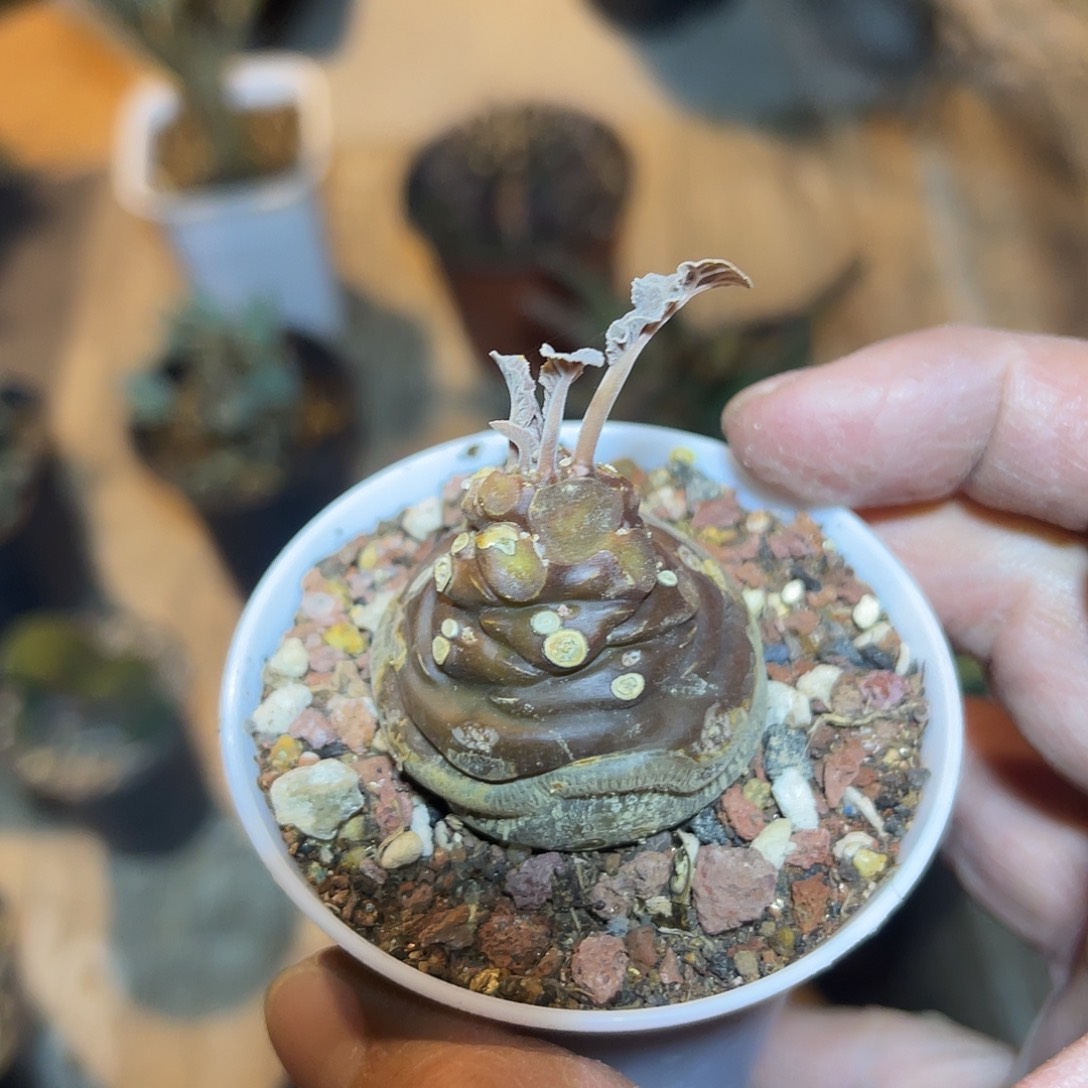 实生琉桑块根一物一拍