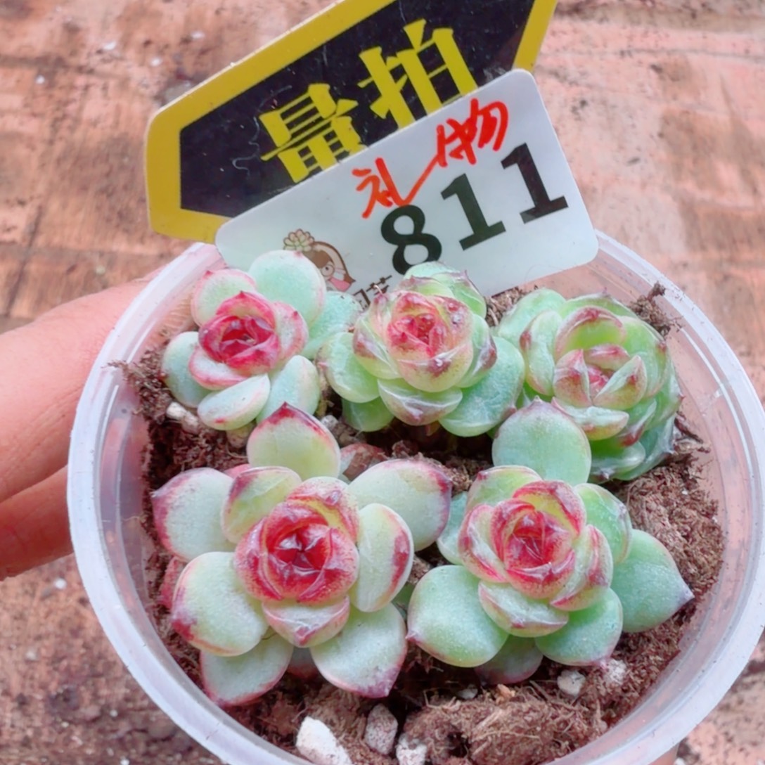 多肉植物多肉植物
