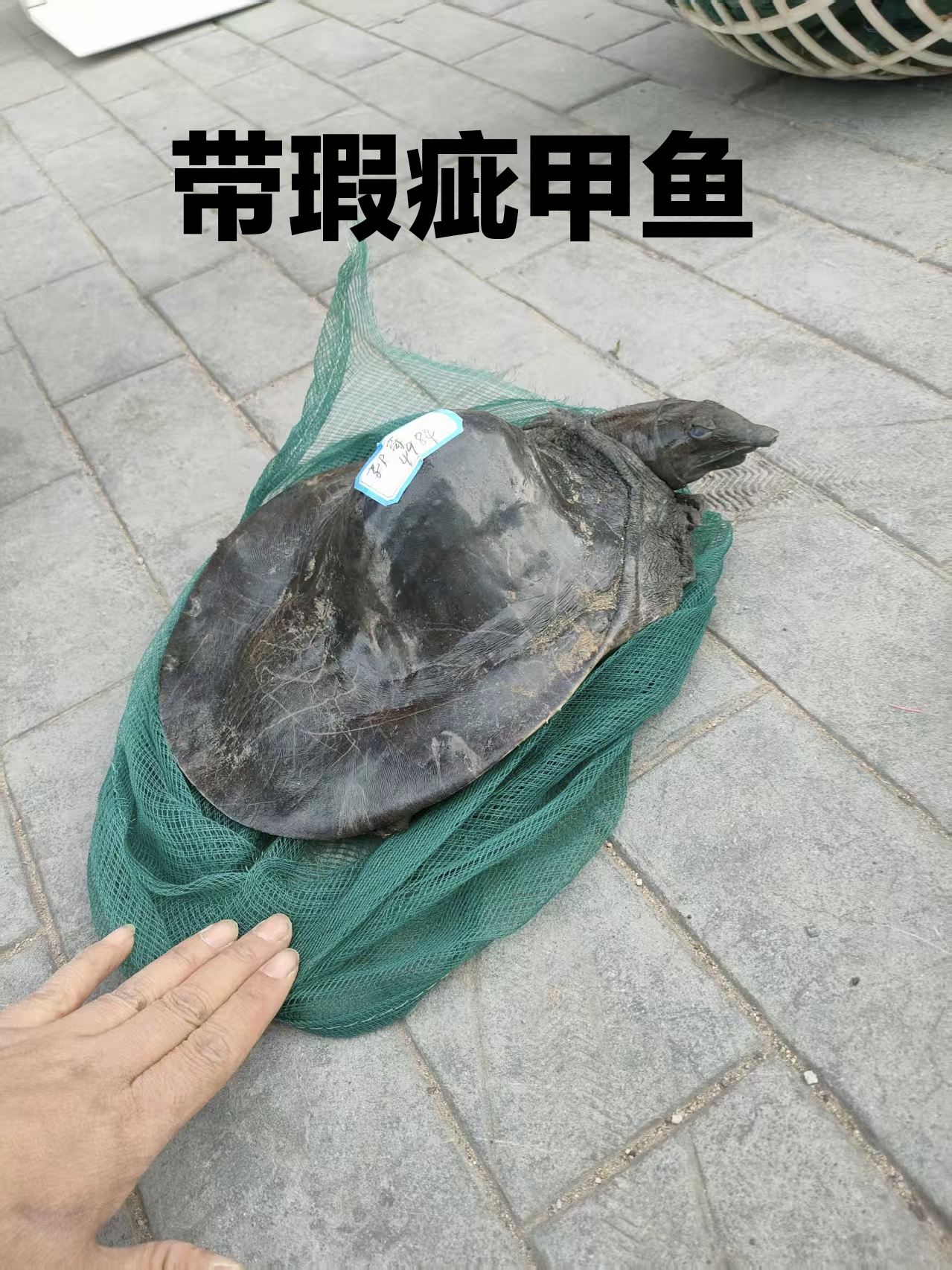 水库外塘自然生长甲鱼带瑕疵