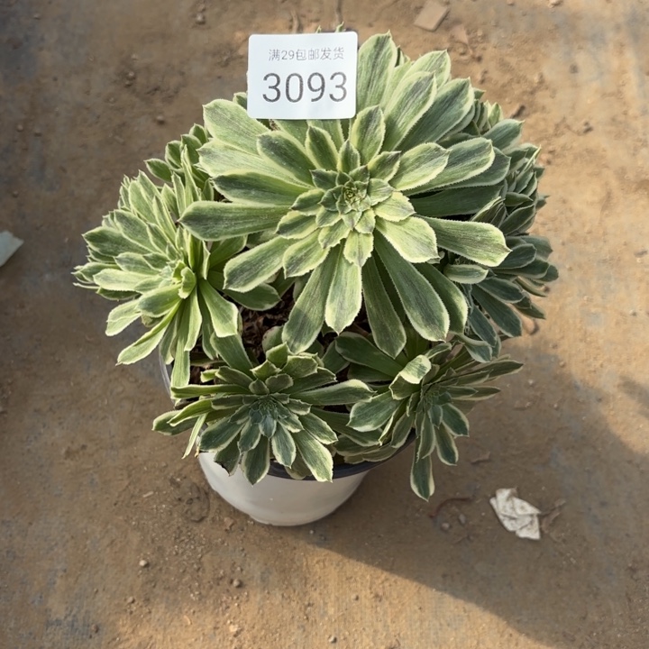 碧浪多肉法师3093