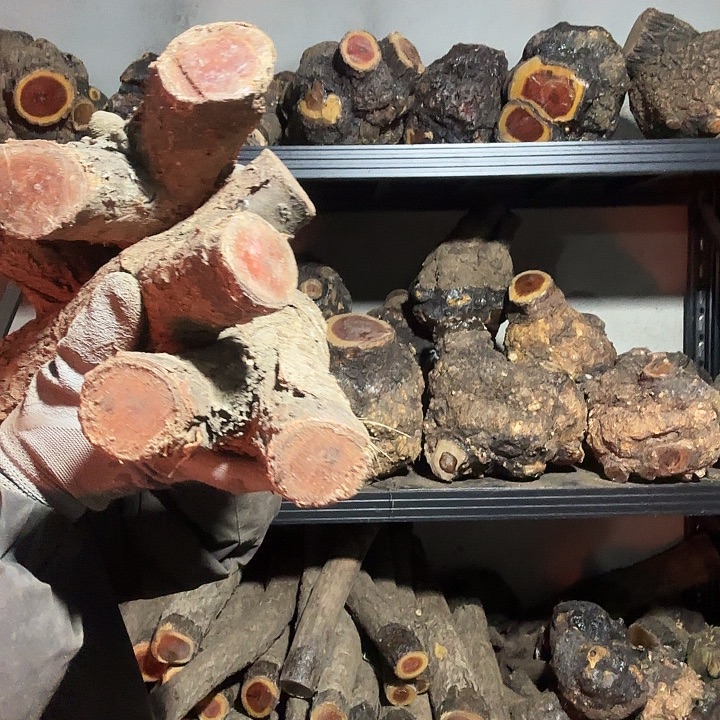 北***室香榧木火琉璃的故事是一个人