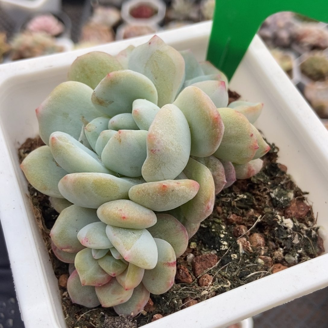 752石化星影多肉植物