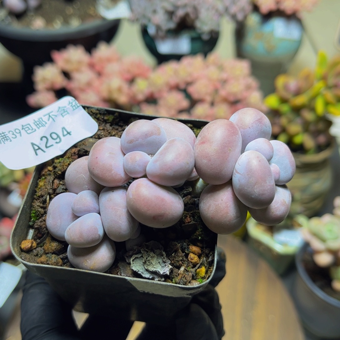 用***5294芭比奶酪7厘米多肉