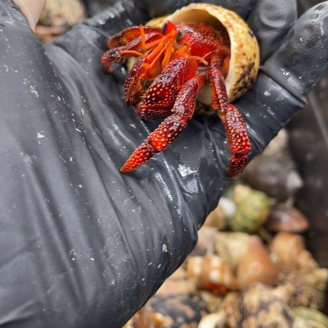 不退不换活体宠物90