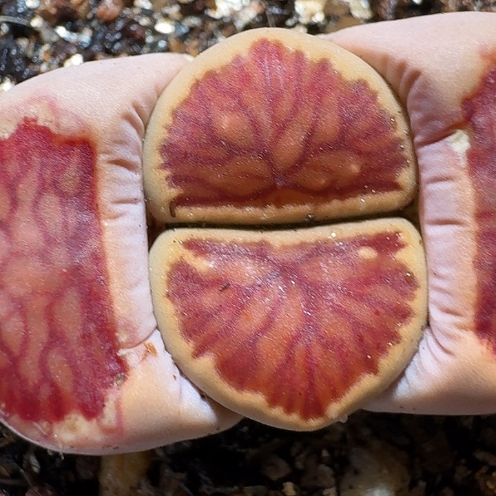 生石花23:：。 311