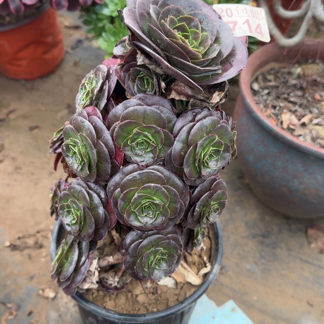 魅金玫瑰714满20包邮断枝不包