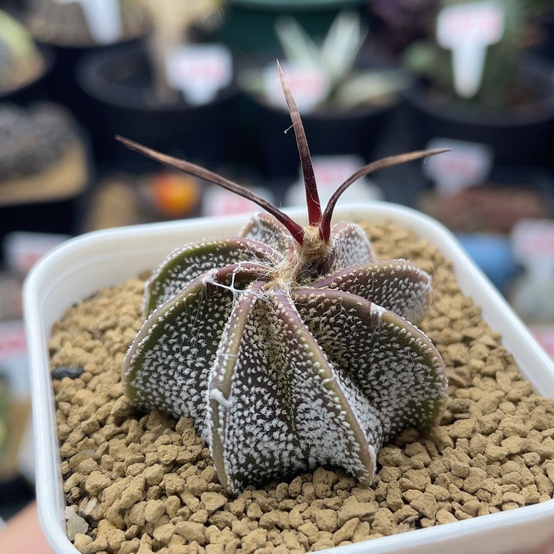 实生白肌水牛角大凤玉