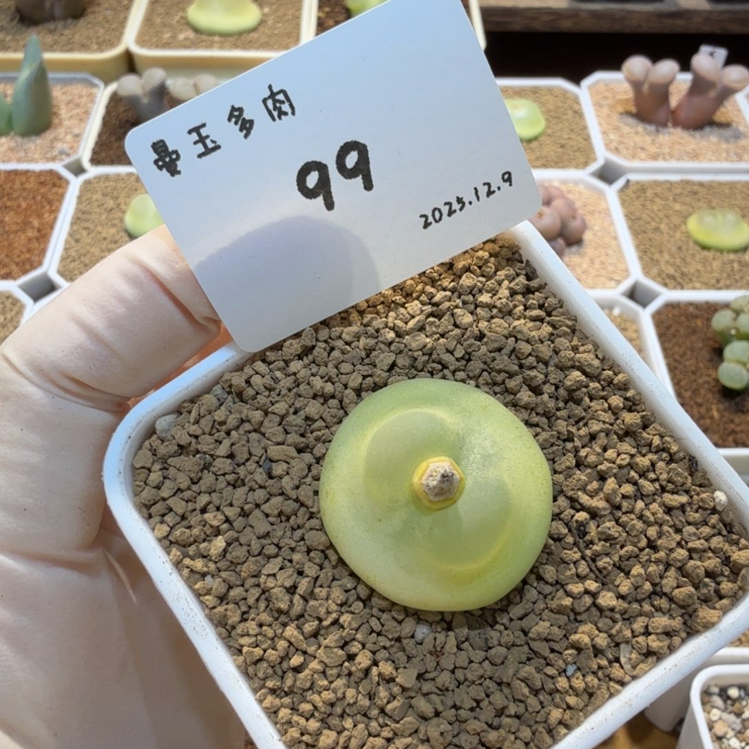 我***名多肉多肉多肉12.9-099