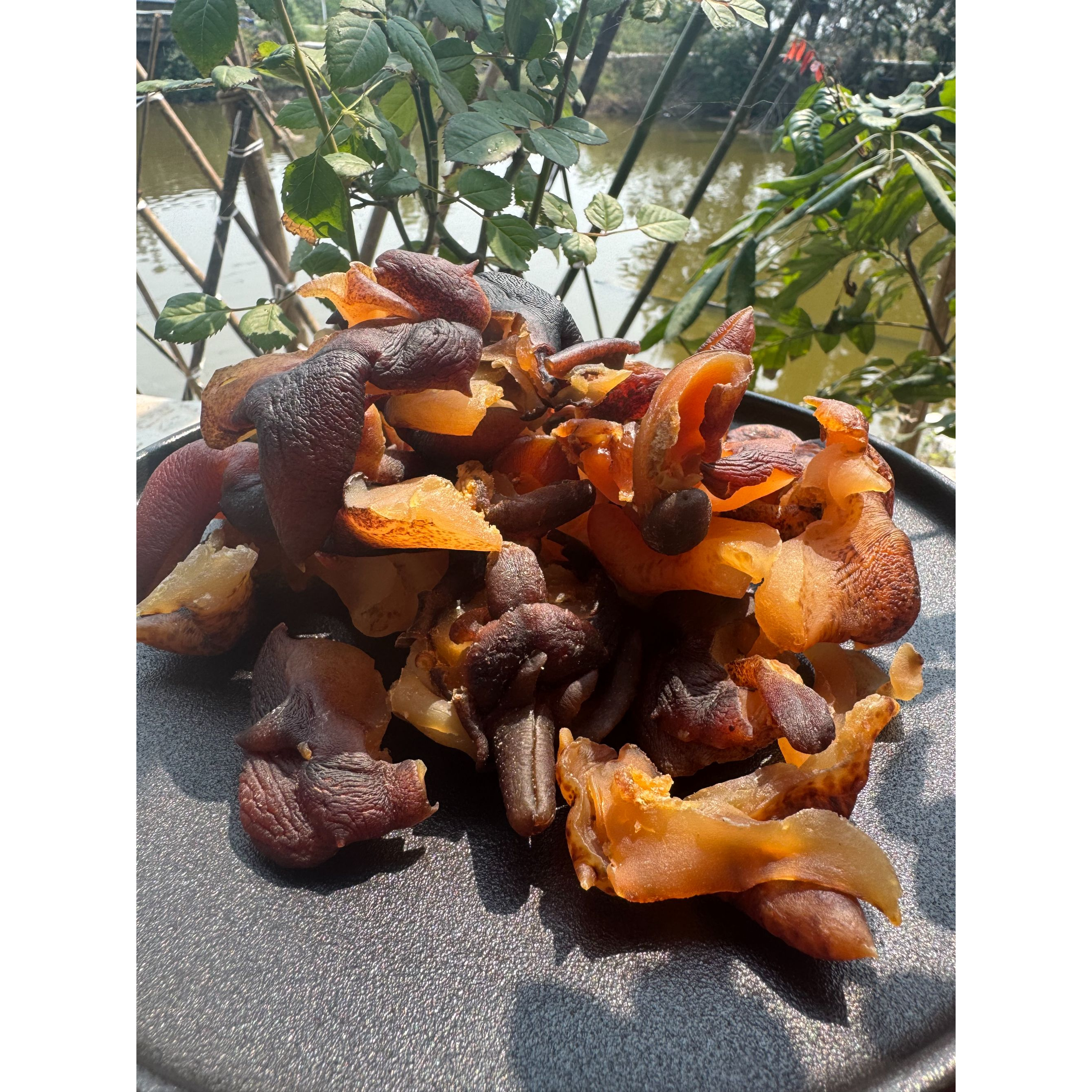 响螺 大响螺头 响螺嘴-500克