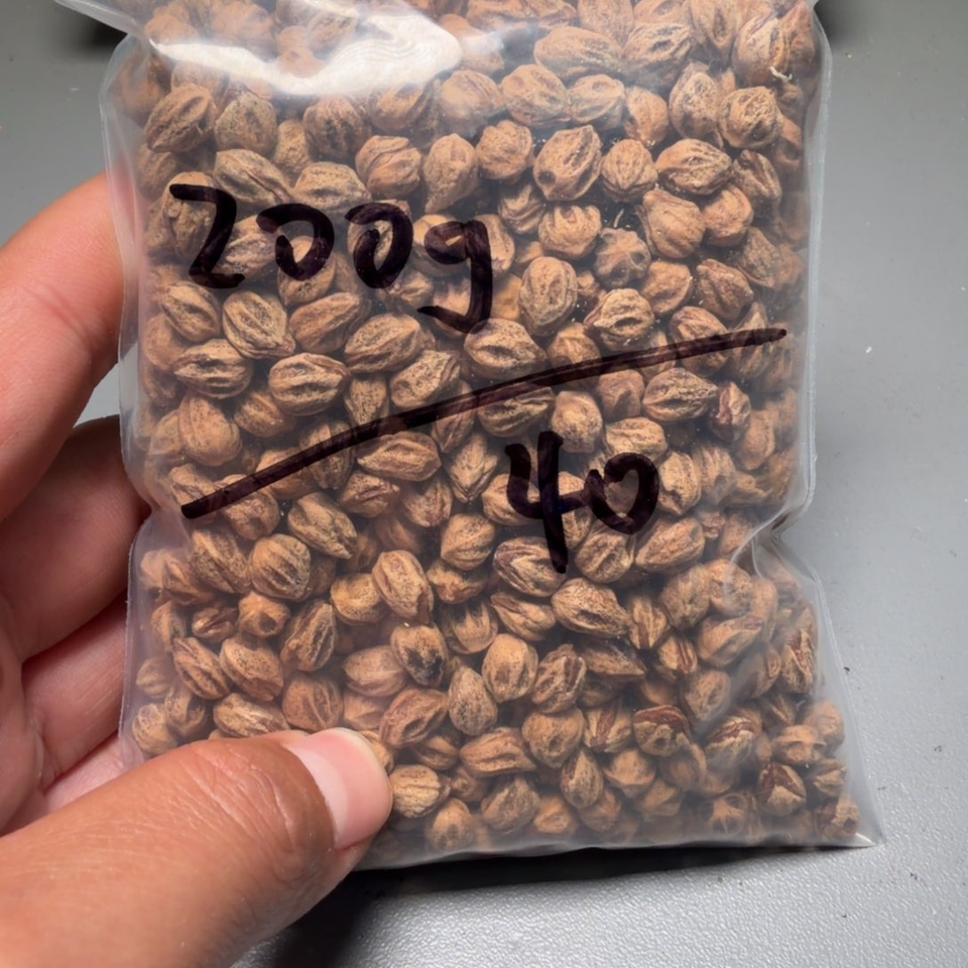 吊坠柏香籽/百香籽圣*月