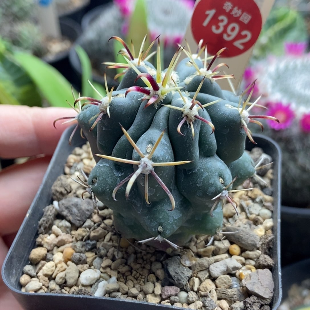 实生豪刺庆松4.7cm