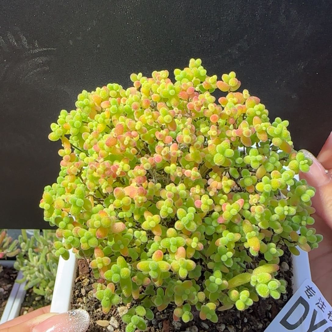 dy0548精控蜜橘冠服8.5开播福利
